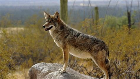 Red Rock Canyon Wildlife | Southwest Explorers