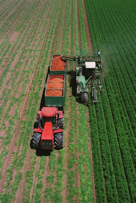 Here's one of our harvesters collecting carrots, ready to be washed ...