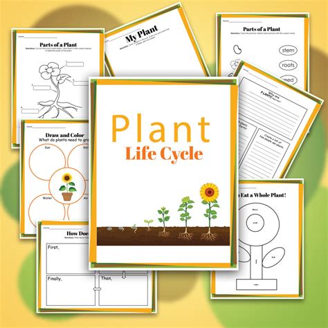 Plant Life Cycle Worksheets Free Printables for Kids - Adanna Dill