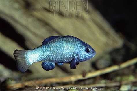 Desert Pupfish stock photo - Minden Pictures