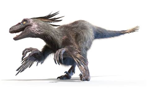 9 Dinosaurs With Feathers - A-Z Animals