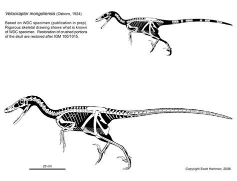 velociraptor skeleton | Velociraptor, Prehistoric animals, Skeleton ...