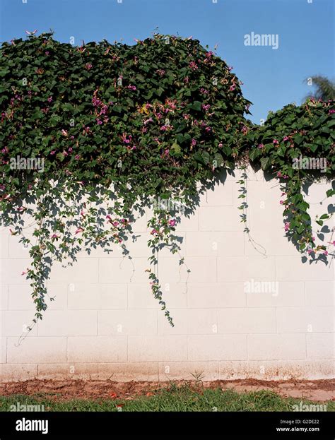 Cinder Block Wall With Clinging Vines Stock Photo - Alamy