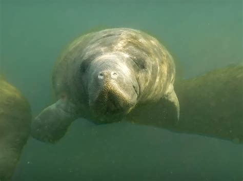 10 Awesome Crystal River Manatee Tours - Uprooted Traveler