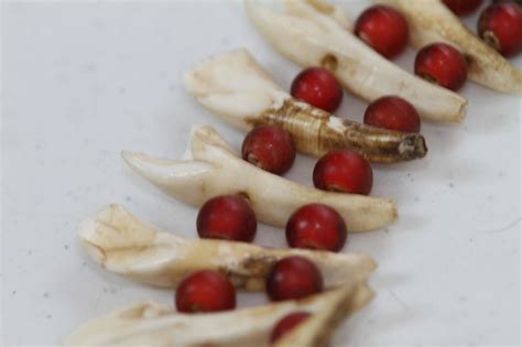 Native American Bear Teeth Necklace