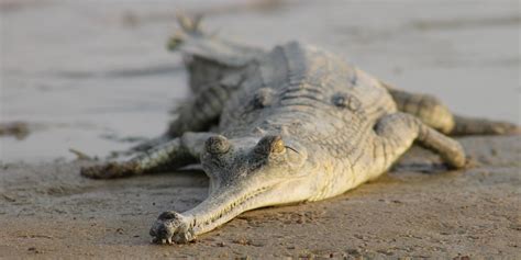 Gharial | Smithsonian's National Zoo