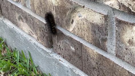 fuzzy black caterpillar near houston, texas - YouTube