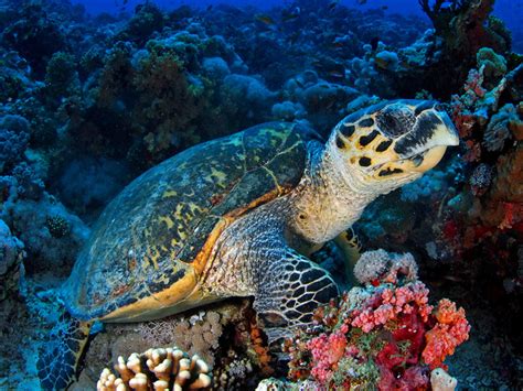 Hawksbill Sea Turtle Facts and Pictures | Reptile Fact