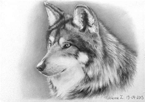 Pencil Drawing Of A Wolf