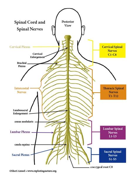 Spinal Cord and Spinal Nerves Diagram