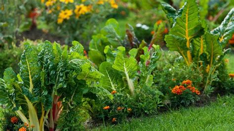 15 Vegetable Garden Ideas – Forbes Home