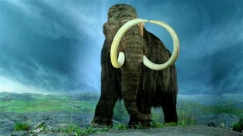 Cloning a Woolly Mammoth Is an Actual, Ongoing Science Project