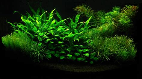 Aquarium Background 1920x1200. | Plant wallpaper, Aquascape, Planted ...