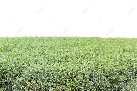 Green Tea Plantation Rural Farmland Garden Photo Background And Picture ...