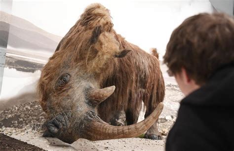 Climate change may have led to woolly rhinos' extinction: Study ...