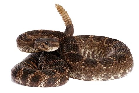 Rattlesnake Free Download PNG | PNG All