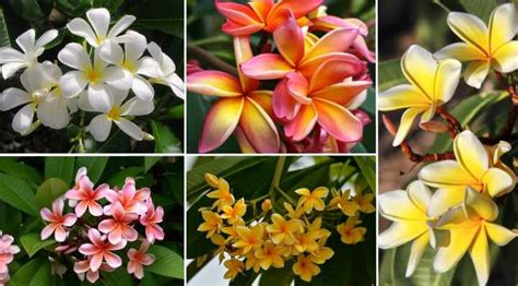 Plumeria Tree: Flower, Fertilizer, Cutting Propagation and Care Guide