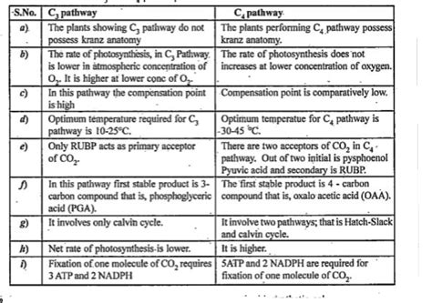 Difference Between C3 And C4 Plants