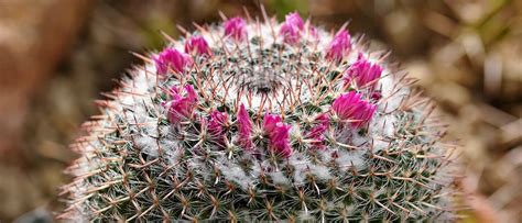 When Do Cactus Bloom? How Long Do Cactus Flowers Last?