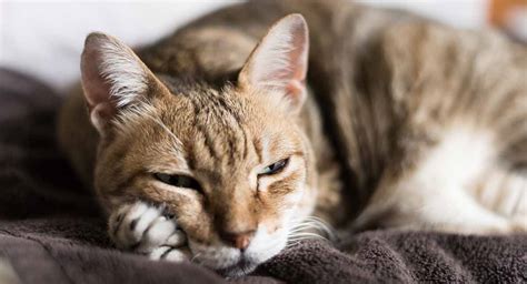 Cat Dementia – Signs, Treatments & Tips For Living With A Senile Cat