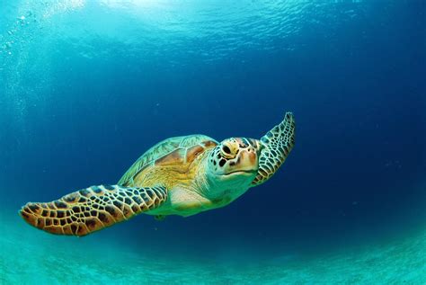 10 Fun Facts About Sea Turtles