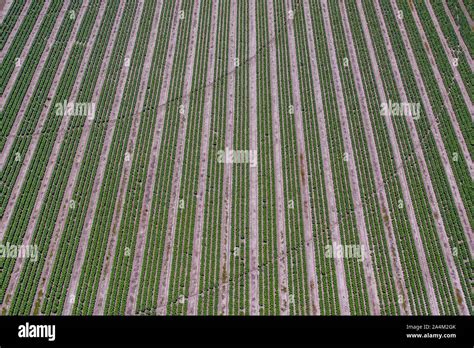 Aerial view of tobacco field in Northern Florida Stock Photo - Alamy