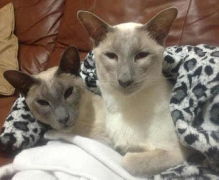 Lilac Point Siamese Cats