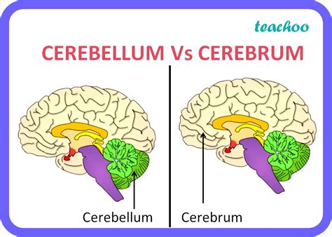 [Control and Coordination] Difference between cerebrum and cerebellum