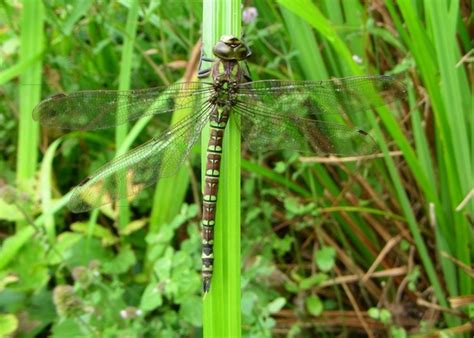 Dragonfly wings 207742 photos free download