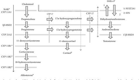 Figure 1 from Suppression of Aldosterone Synthesis and Secretion by Ca2 ...