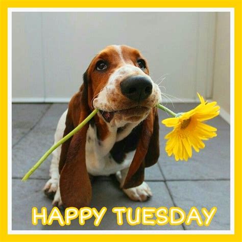 Happy Tuesday | Basset hound, Dogs, Dog breeds