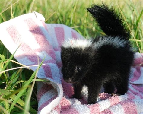 Baby skunk | Baby skunks, Cute animals, Cute baby animals