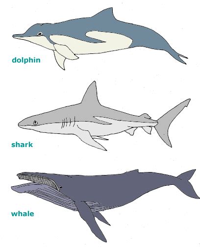 dolphin, shark, whale http://schoolnet.org.za/PILAfrica/en/webs/17963 ...