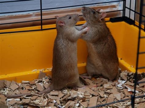 Are My Rats Playing or Fighting? Understanding Rat Behavior