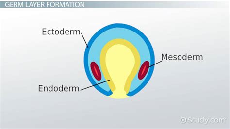 Mesoderm | Definition, Germ Layer & Function - Lesson | Study.com