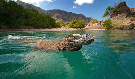 The iconic Komodo dragon may be in danger. Here’s why - Australian ...