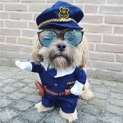 a dog dressed up as a police officer