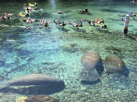 Swim With Manatees In Crystal River: All You Need To Know