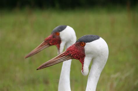 Wattled Crane - White Oak Conservation