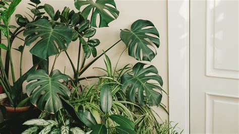 6 Tropical Plants to Get the Jungle Look at Home | Architectural Digest