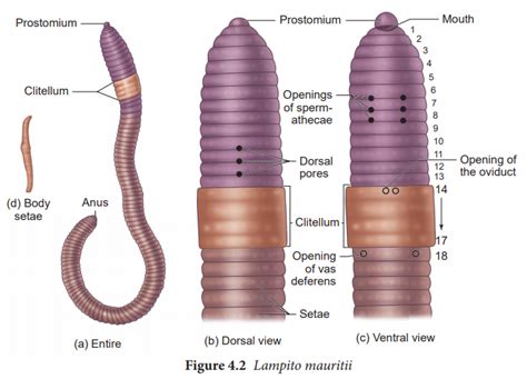 Earthworm Dissection