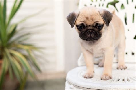 15 Pug Facts That Everyone Needs To Know!