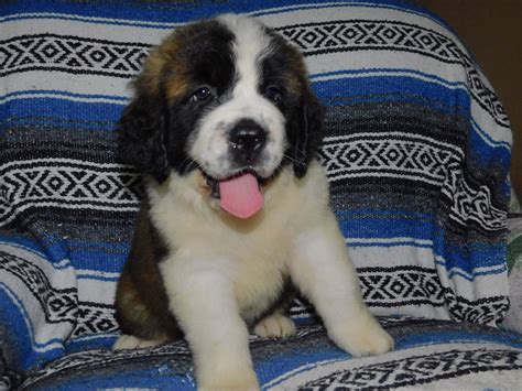 St. Bernard Puppies For Sale | North Canton, OH #300433