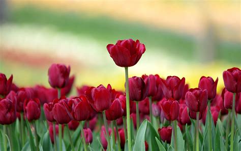 Tulips HD Wallpapers - Top Free Tulips HD Backgrounds - WallpaperAccess