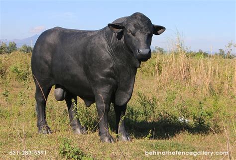 Black Angus Bull Black Angus Bull [150355H] - $1,299.99 : Life Size ...