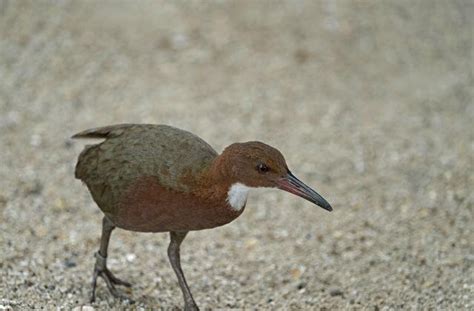 🔥 This is the Aldabra Rail. It went extinct 20,000 years and “re ...