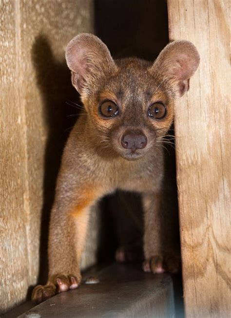 baby fossa! | Animal Love ♥ | Pinterest