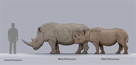 ArtStation - White Rhinoceros and Black Rhinoceros