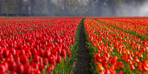 Tulip Field Free Stock Photo - Public Domain Pictures