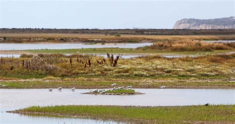 Rye Harbour Nature Reserve | earthstar